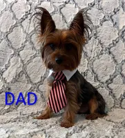 Russet (golden sable), a female Yorkshire Terrier for sale in Austin, TX – 4 of 5