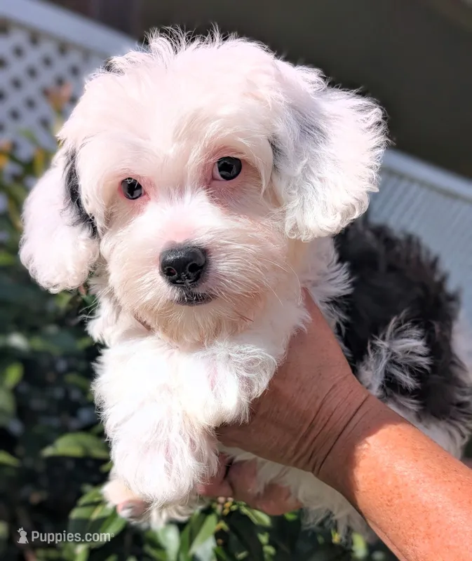 Perseus  – Yorkipoo puppy for sale in Austin, TX