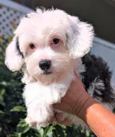 Perseus , a male Yorkipoo for sale in Austin, TX – 1 of 7