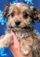 Presley, a male Yorkshire Terrier and Morkie for sale in Austin, TX – 1 of 3