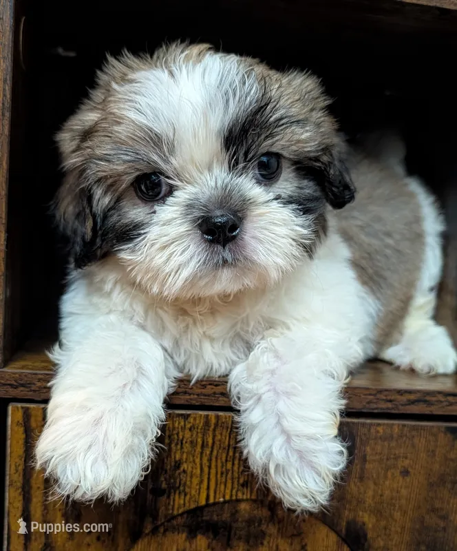 Boomer – Shih Tzu puppy for sale in Austin, TX