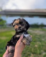 Maggie, a female Yorkshire Terrier and Morkie for sale in Austin, TX – Photo 2 of 2