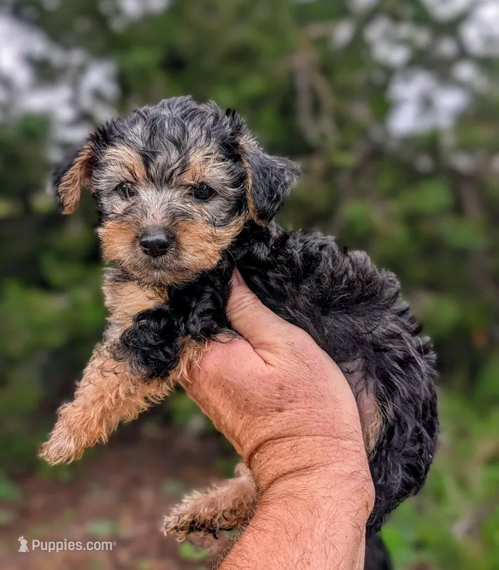 Theo – Yorkshire Terrier, Morkie puppy for sale in Austin, TX