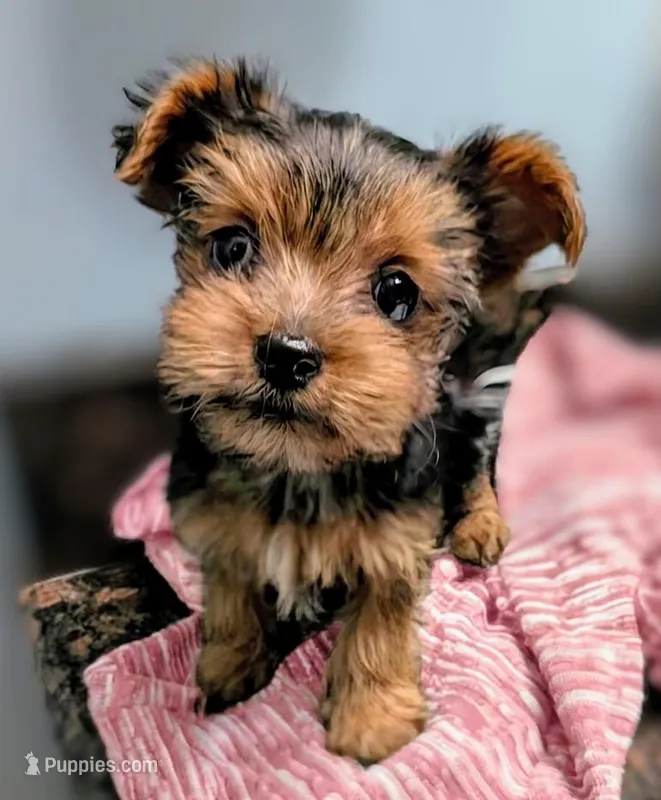 Hermione  – Yorkshire Terrier, Morkie puppy for sale in Austin, TX