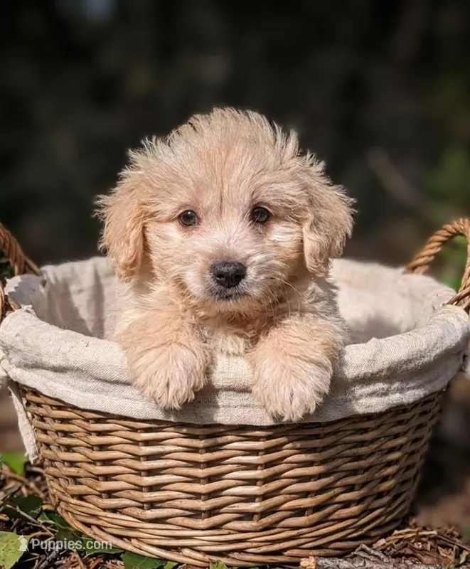 Finn – Miniature Schnauzer, Schnoodle puppy for sale in Austin, TX