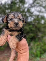 Theo, a male Yorkshire Terrier and Morkie for sale in Austin, TX – Photo 2 of 2