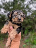 Theo, a male Yorkshire Terrier and Morkie for sale in Austin, TX – Photo 1 of 2