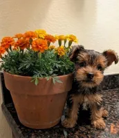 Hermione , a female Yorkshire Terrier and Morkie for sale in Austin, TX – Photo 2 of 2