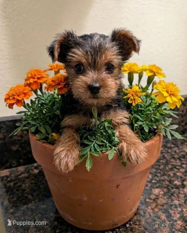Hermione , a female Yorkshire Terrier and Morkie for sale in Austin, TX – Photo 1 of 2