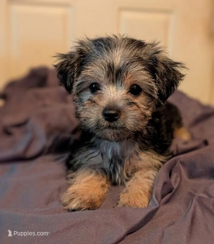 Albert, a male Yorkshire Terrier and Morkie for sale in Austin, TX – Photo 1 of 1