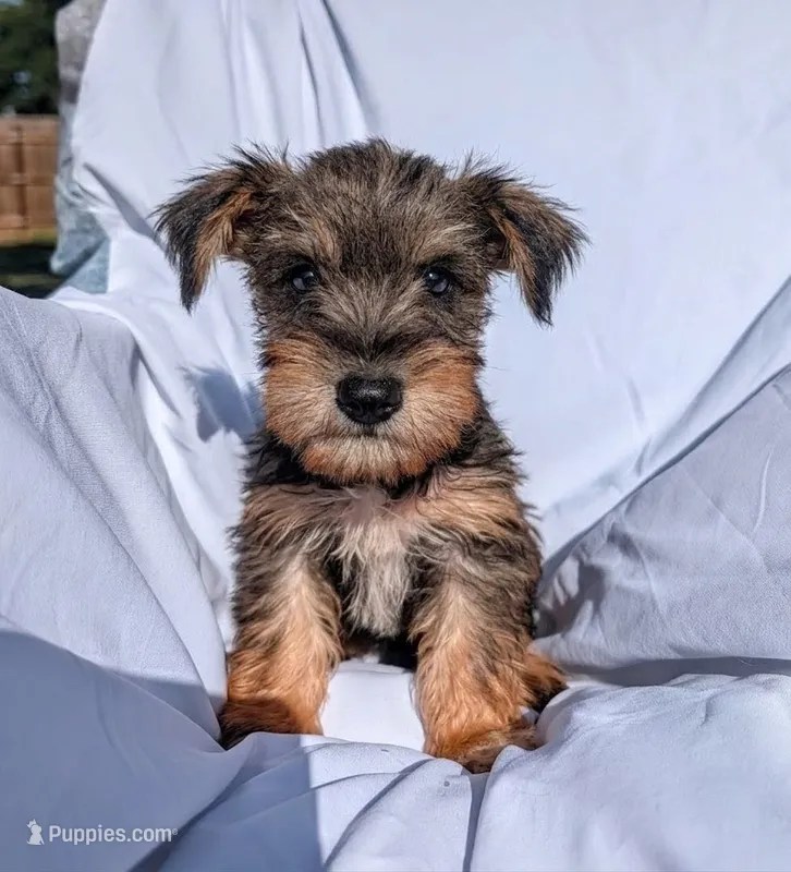 Snorkie (Moose) – Miniature Schnauzer, Yorkshire Terrier puppy for sale in Austin, TX