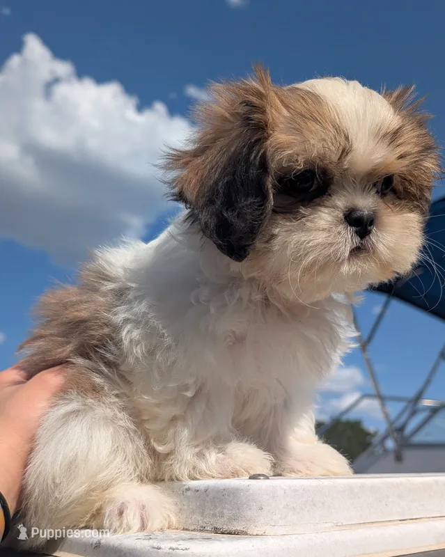 Misty – Shih Tzu puppy for sale in Austin, TX