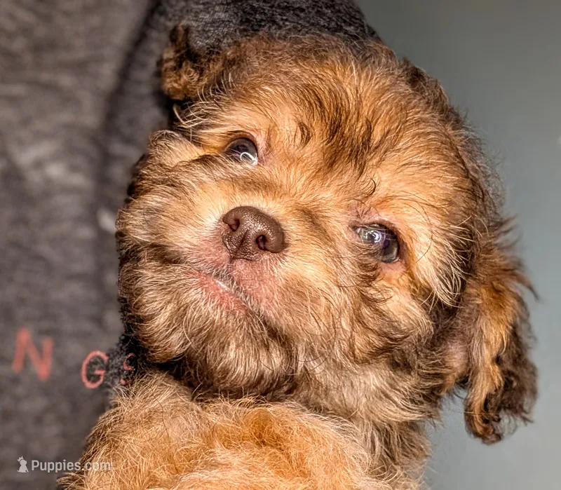 Honey – Yorkipoo, Yorkshire Terrier puppy for sale in Austin, TX