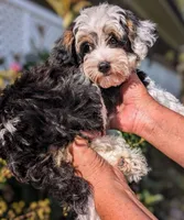 Orion (tri-color) , a male Yorkipoo for sale in Austin, TX – 2 of 4