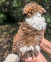 Tilly, a female Shih Tzu for sale in Austin, TX – 2 of 2