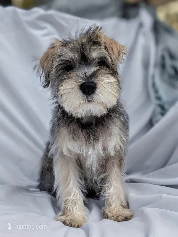 Mustache – Miniature Schnauzer, Schnoodle puppy for sale in Austin, TX