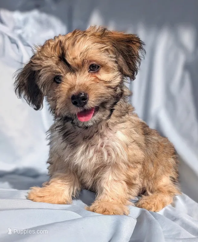 Perla – Yorkshire Terrier, Morkie puppy for sale in Austin, TX