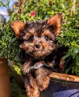 Woody, a male Yorkshire Terrier and Mini Yorkshire Aussie for sale in Austin, TX – 2 of 2