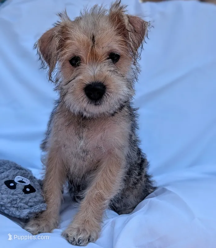 Mabel – Miniature Schnauzer, Schnoodle puppy for sale in Austin, TX