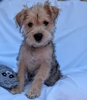Mabel, a female Miniature Schnauzer and Schnoodle for sale in Austin, TX – 1 of 1