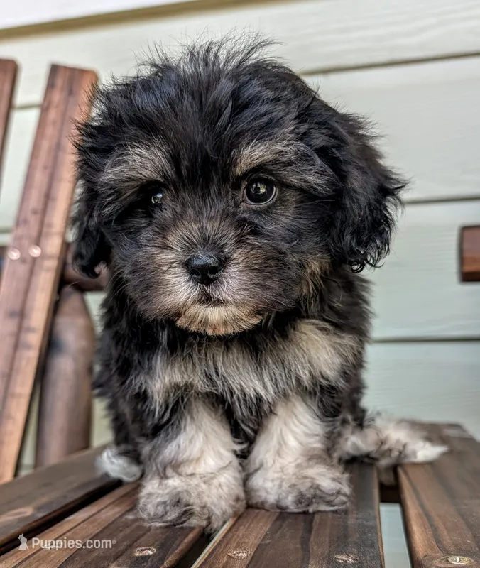 Betty Boop – Shihpoo, Shih Tzu puppy for sale in Austin, TX