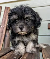 Betty Boop, a female Shihpoo and Shih Tzu for sale in Austin, TX – 1 of 3