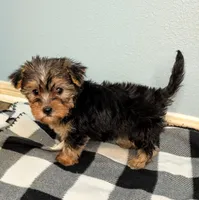 Panda , a female Yorkshire Terrier and Morkie for sale in Austin, TX – Photo 4 of 4