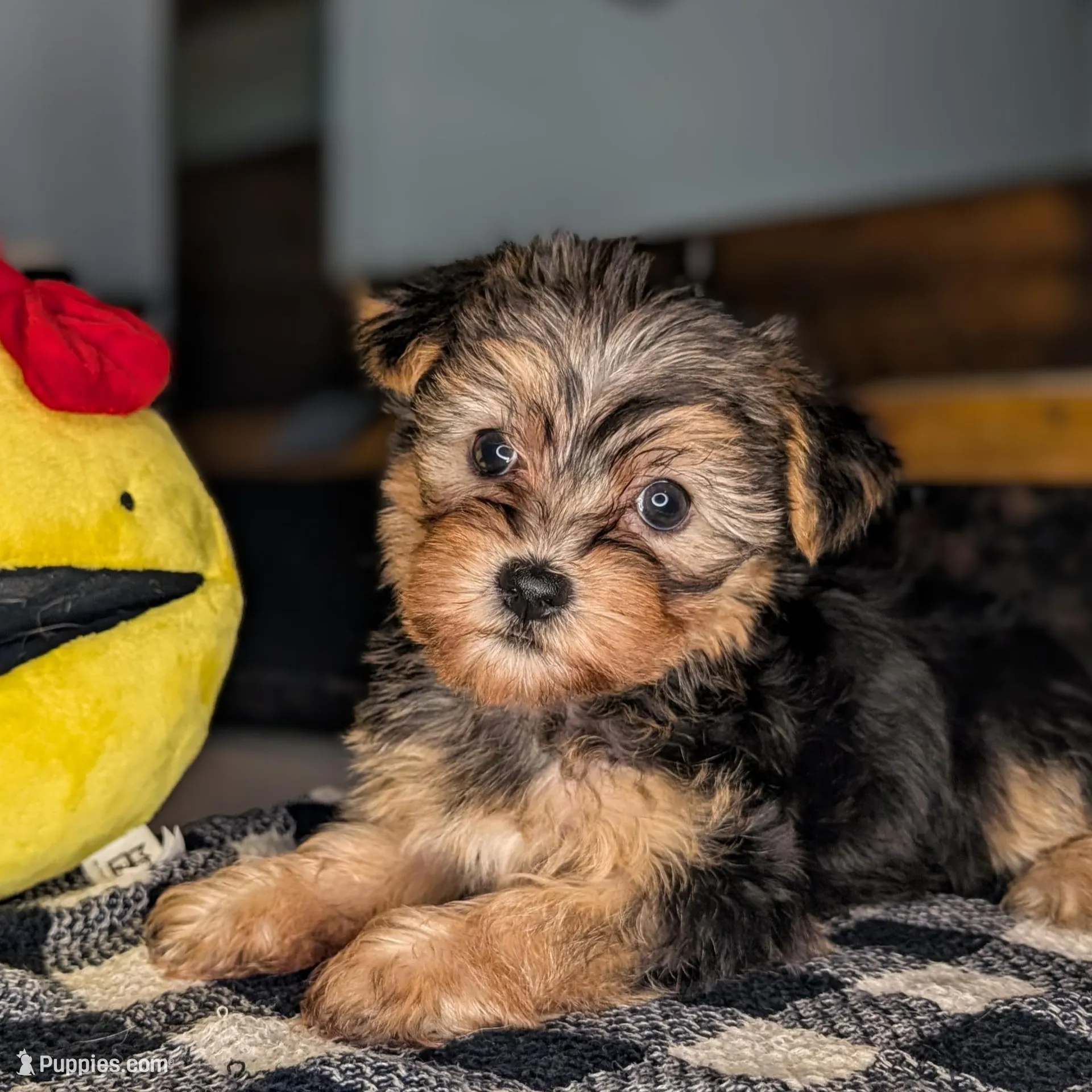 Panda , a female Yorkshire Terrier and Morkie for sale in Austin, TX – Photo 1 of 4