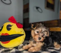 Panda , a female Yorkshire Terrier and Morkie for sale in Austin, TX – Photo 3 of 4