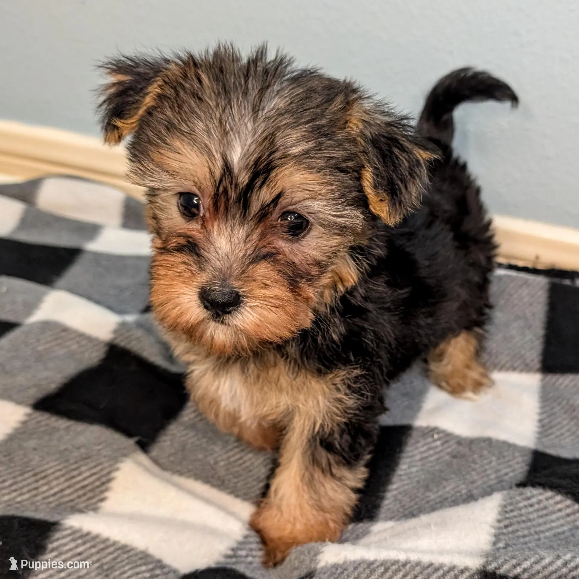 Panda , a female Yorkshire Terrier and Morkie for sale in Austin, TX – Photo 2 of 4