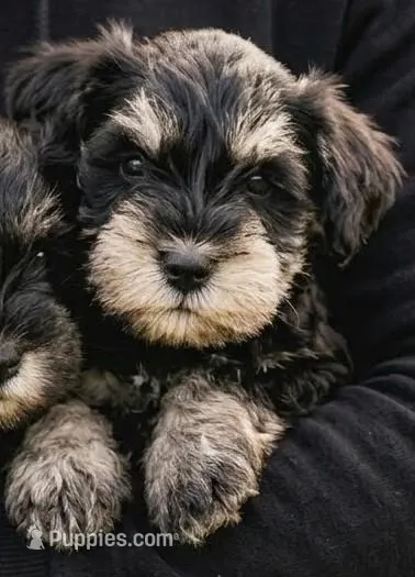 Lollipop – Miniature Schnauzer puppy for sale in Austin, TX