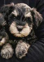 Lollipop, a female Miniature Schnauzer for sale in Austin, TX – Photo 1 of 2