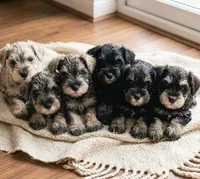 Lollipop, a female Miniature Schnauzer for sale in Austin, TX – Photo 2 of 2