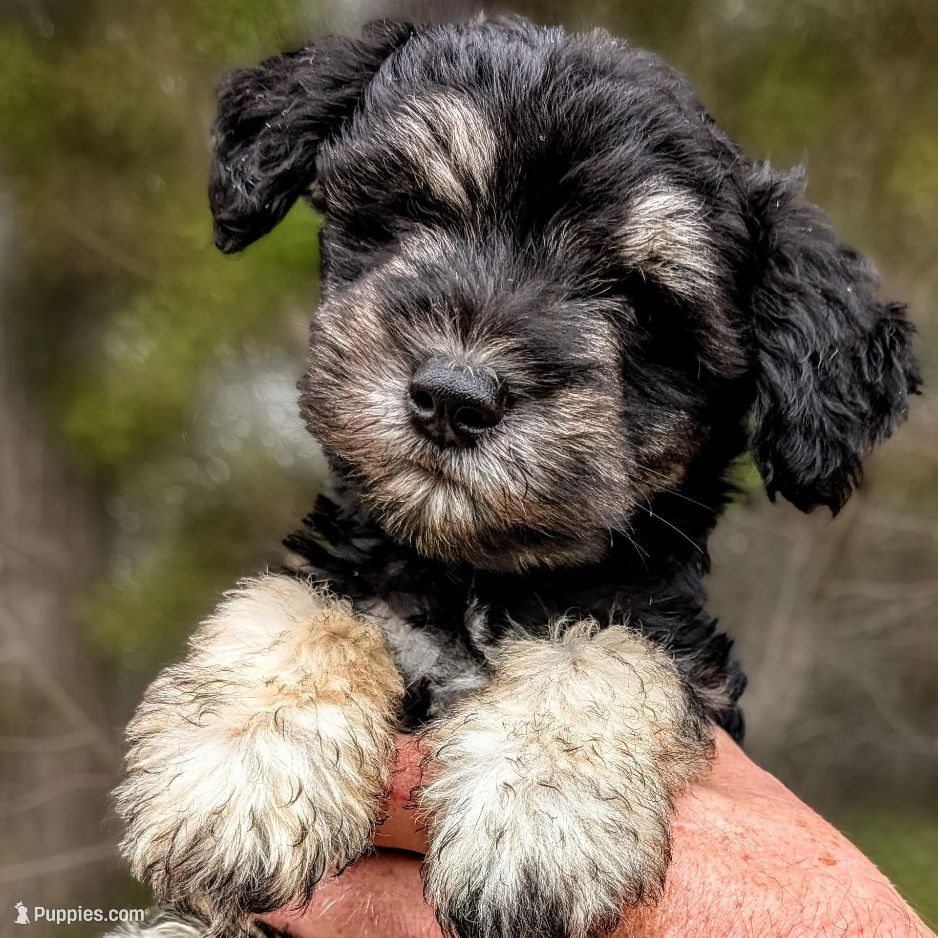 Lollipop – Miniature Schnauzer puppy for sale in Austin, TX