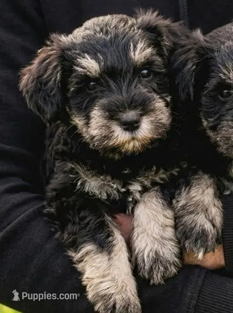 Lollipop – Miniature Schnauzer puppy for sale in Austin, TX