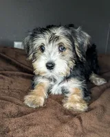 Pugsley (Snorkie) , a male Miniature Schnauzer and Yorkshire Terrier for sale in Austin, TX – 1 of 3