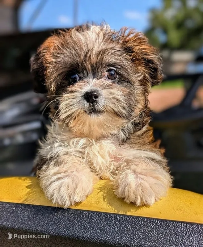 Tilly – Shih Tzu puppy for sale in Austin, TX
