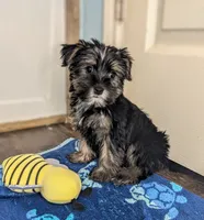 Delia, a female Yorkshire Terrier and Morkie for sale in Austin, TX – 3 of 3