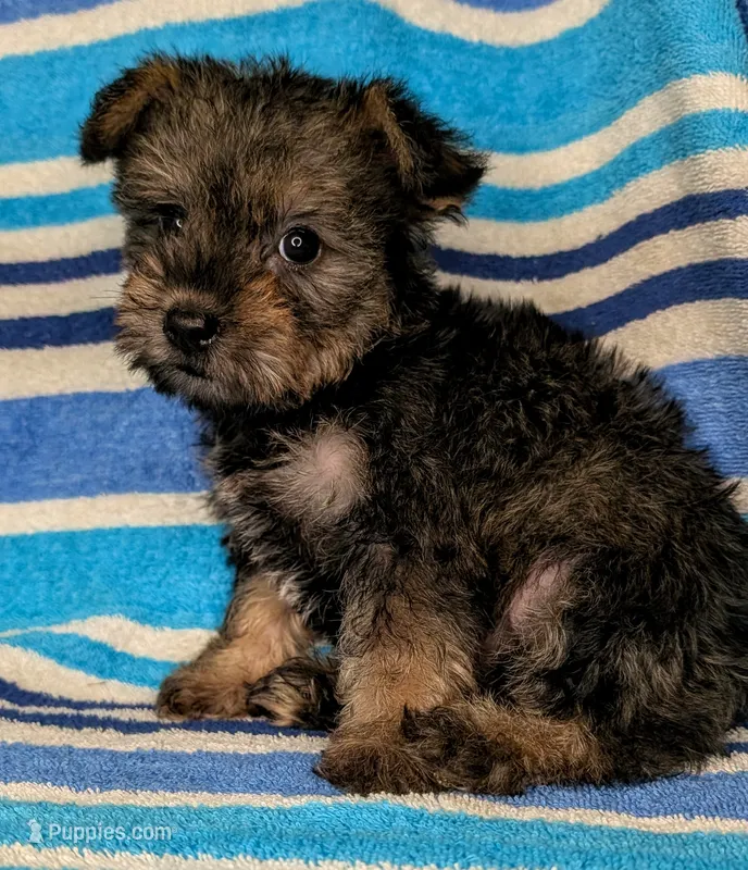 Snorkie (Dottie) – Miniature Schnauzer, Yorkshire Terrier puppy for sale in Austin, TX