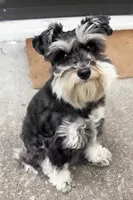 Ollie, a male Miniature Schnauzer for sale in Austin, TX – Photo 3 of 4