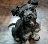 Ollie, a male Miniature Schnauzer for sale in Austin, TX – Photo 2 of 4