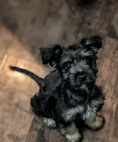 Ollie, a male Miniature Schnauzer for sale in Austin, TX – Photo 1 of 4