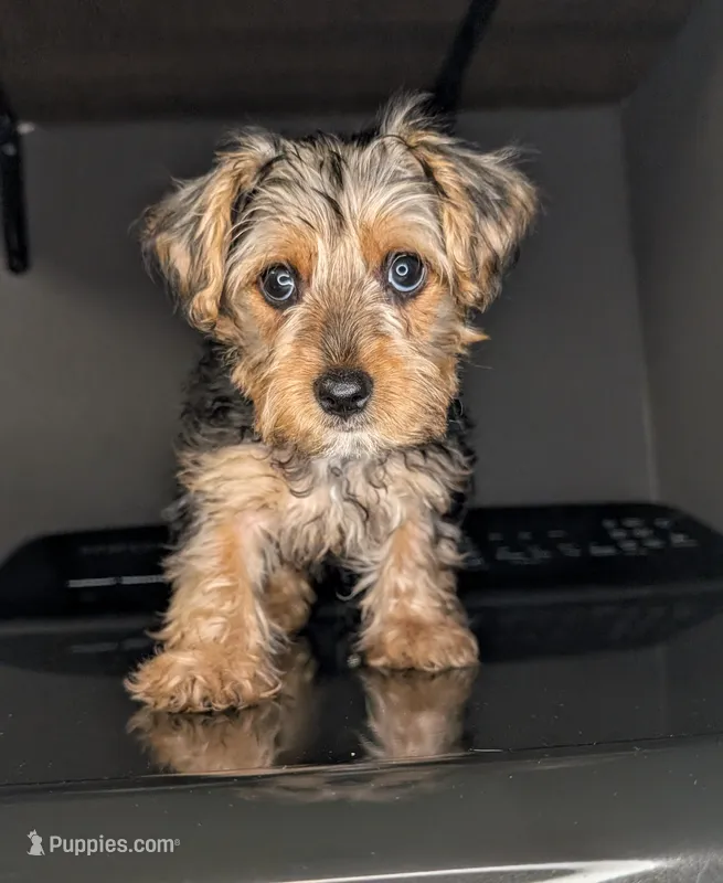 Wednesday (Snorkie) – Miniature Schnauzer, Yorkshire Terrier puppy for sale in Austin, TX