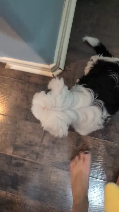 Link, a male Maltipoo for sale in Austin, TX – 6 of 6