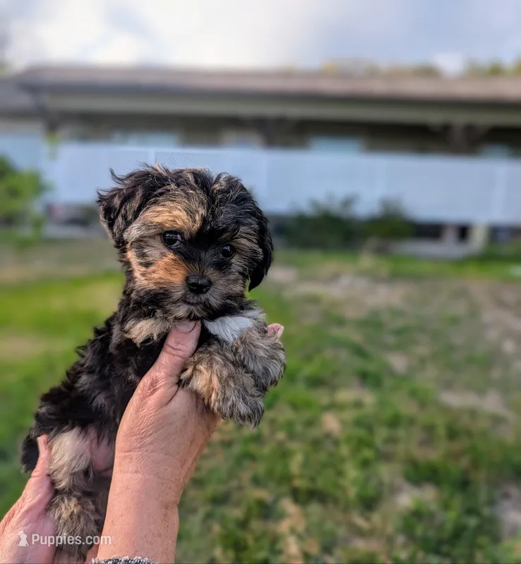 Maggie – Yorkshire Terrier, Morkie puppy for sale in Austin, TX