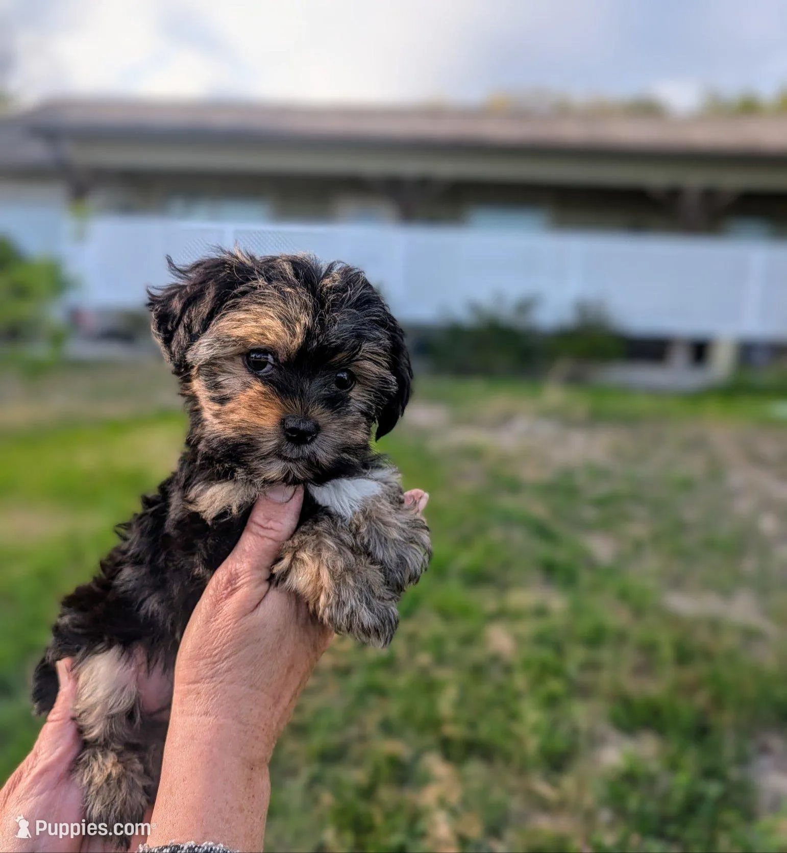 Maggie, a female Yorkshire Terrier and Morkie for sale in Austin, TX – Photo 1 of 2