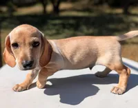 Gouda, a male Miniature Dachshund for sale in Austin, TX – 2 of 2