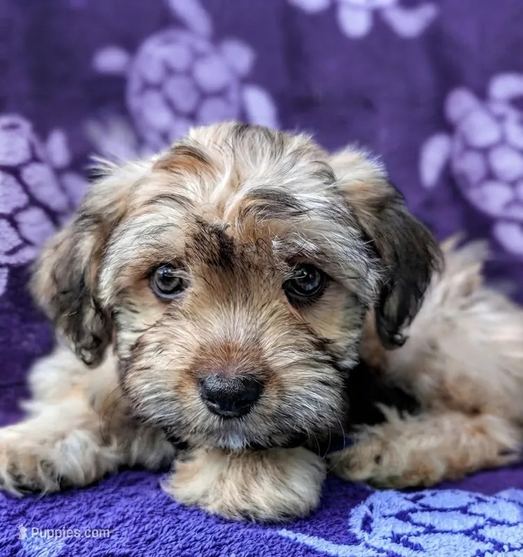 Perla – Yorkshire Terrier, Morkie puppy for sale in Austin, TX