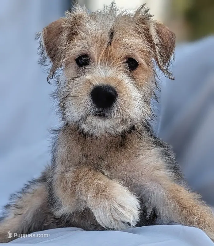 Mabel – Miniature Schnauzer, Schnoodle puppy for sale in Austin, TX