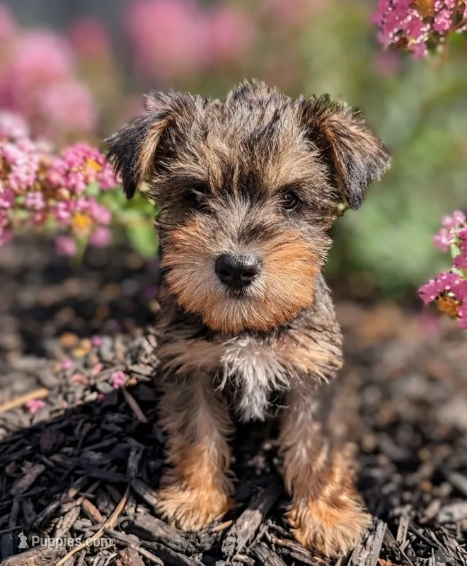 Snorkie (Moose) – Miniature Schnauzer, Yorkshire Terrier puppy for sale in Austin, TX